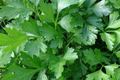 2,000 Italian Giant Parsley Seeds - Non-GMO Heirloom, Culinary Herb,