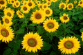 50 Skyscraper Sunflower Seeds - Heirloom, Non-GMO, Giant Blooms, USA Seller
