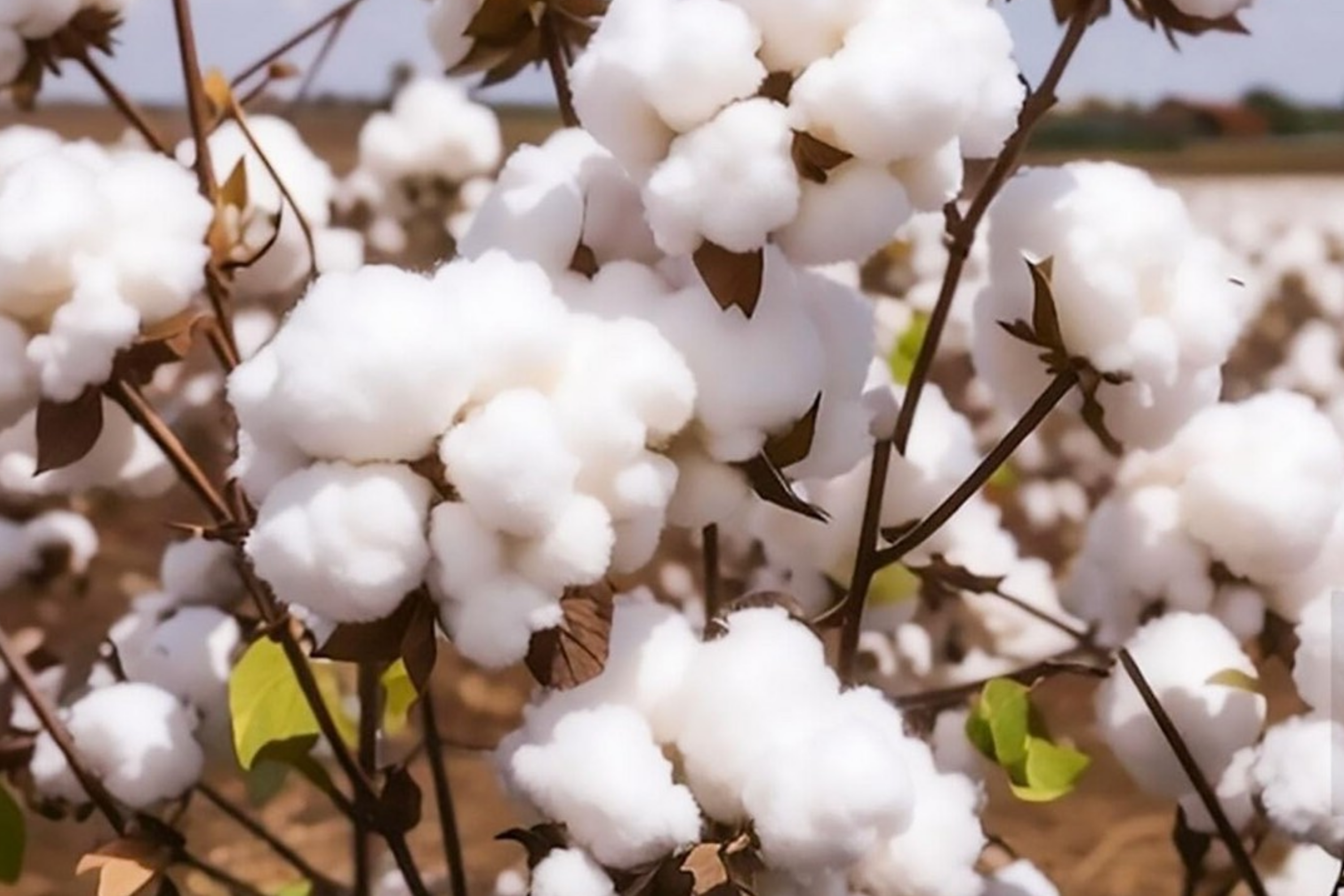 38 White Cotton Seeds - Gossypium - Non-GMO USA Seller, Best Price, Spring/Fall Bloom