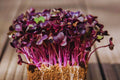 Bulk Radish Microgreen Seeds | Non-GMO Heirloom Sprouting Seeds for Micro Greens | Raphanus sativus