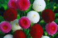 Painted Daisy Seeds | Mixed Perennial Flowers | Non-GMO | Attracts Pollinators | Bellis perennis