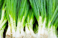Evergreen Bunching Onion Seeds | Non-GMO Heirloom Variety | Fresh Garden Seeds | Allium fistulosum