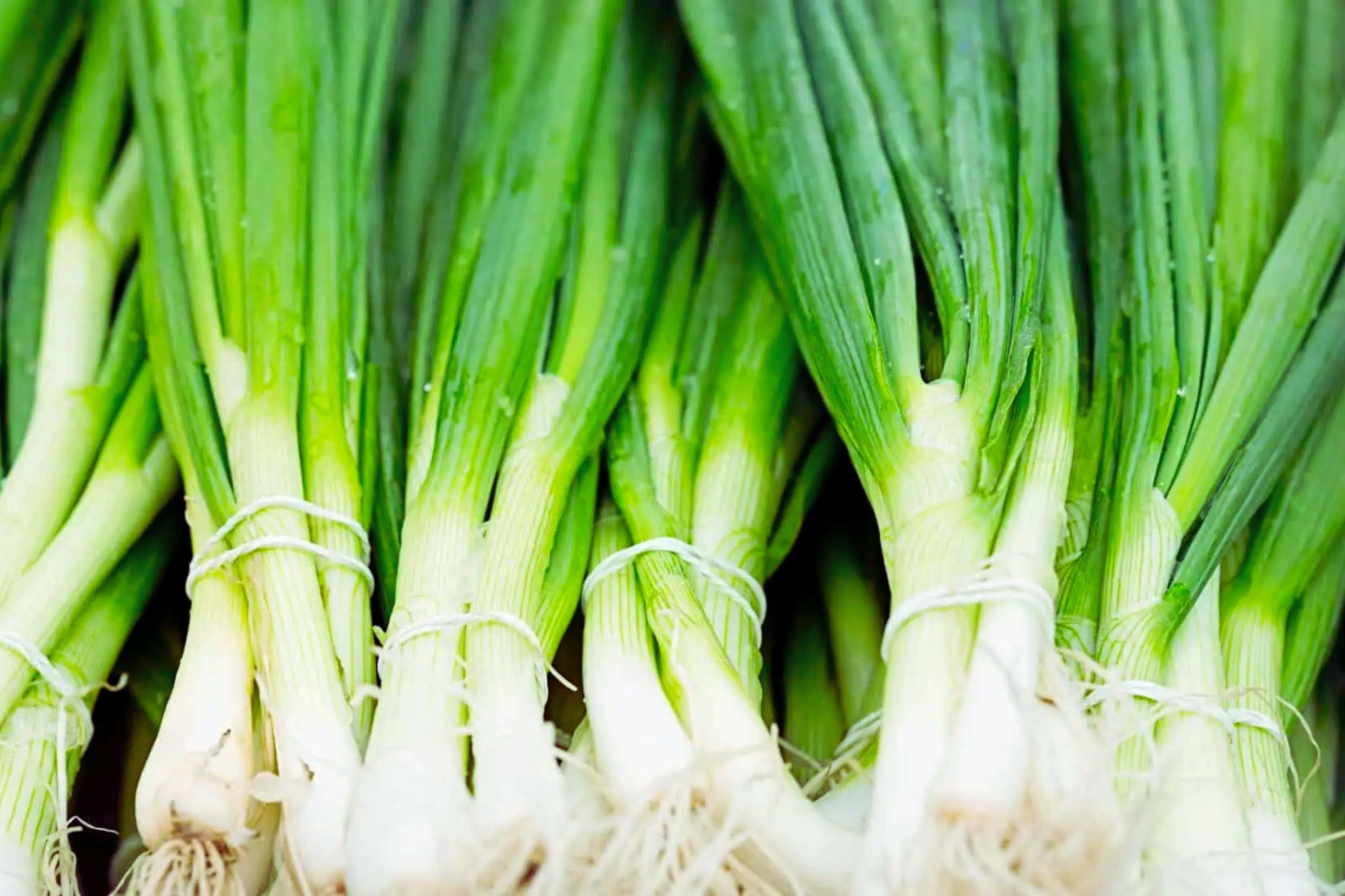 Evergreen Bunching Onion Seeds | Non-GMO Heirloom Variety | Fresh Garden Seeds | Allium fistulosum