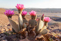 Opuntia basilaris Pad – Beavertail Cactus 1 Live Pad, Pink Flower Desert Cactus, Hardy Succulent for Xeriscape & Rock Gardens