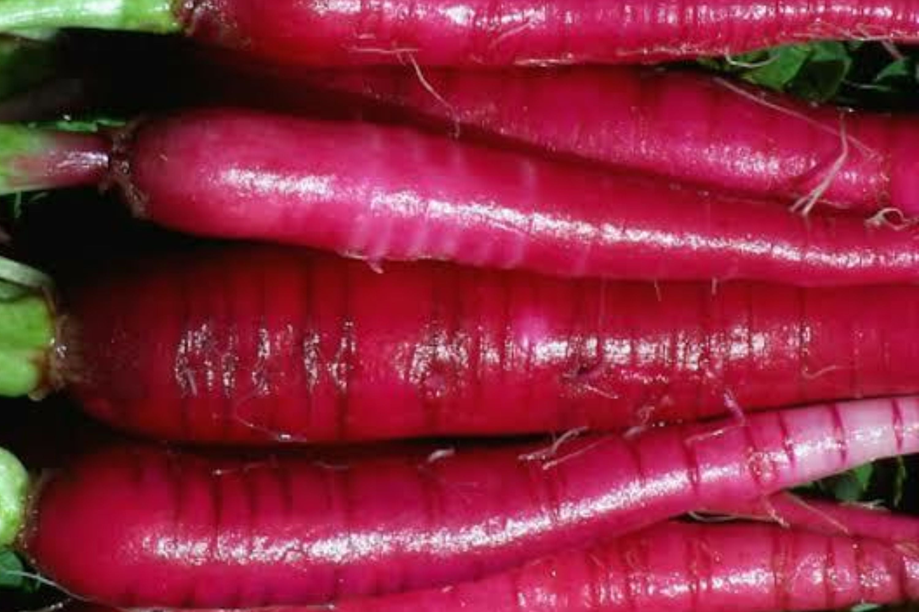 Long Red Radish Seeds 300+ Non-GMO Heirloom Vegetable Garden Seeds Raphanus sativus