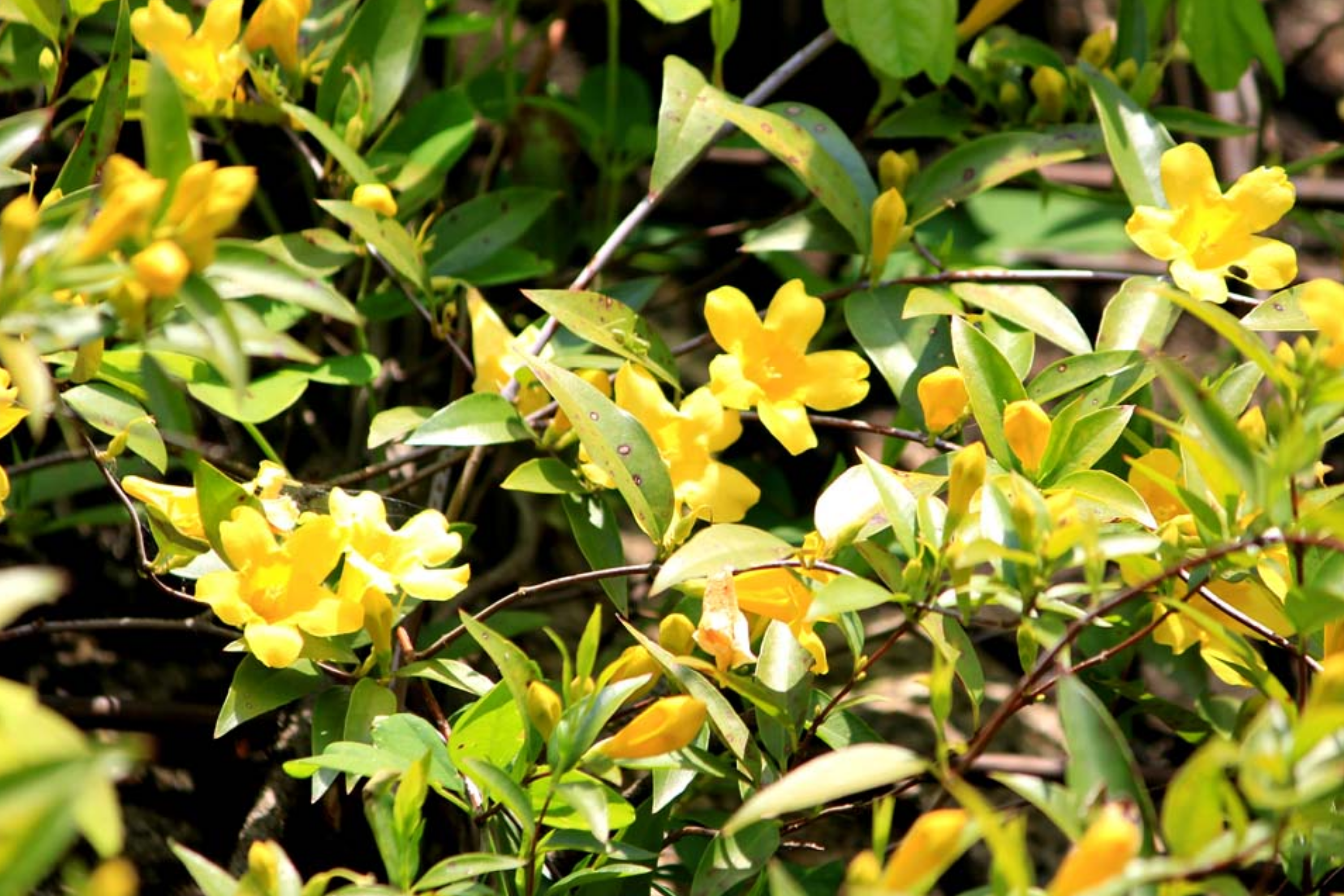 Yellow Carolina Jasmine Live Plants (6) - 8-10" Rooted Vines, Climbing Flowering Vine