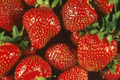 Quinault Everbearing Strawberry Plants - 25 Bareroot Plants, Large & Sweet, Zones 4-9