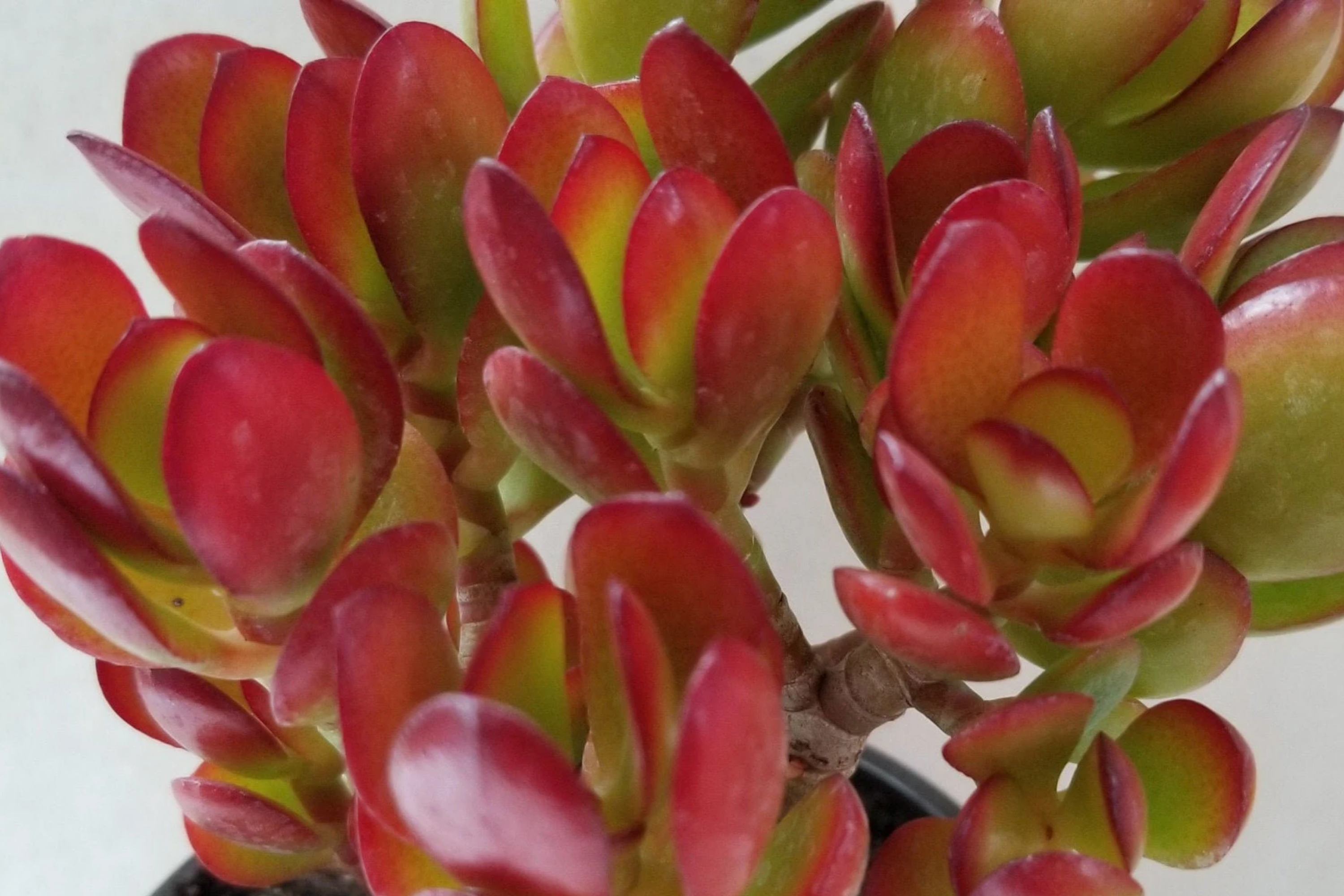 Rare Red Akai Jade Succulent Crassula Ovata Cutting - 5-6" Unrooted, Unique Color, Great for Propagation