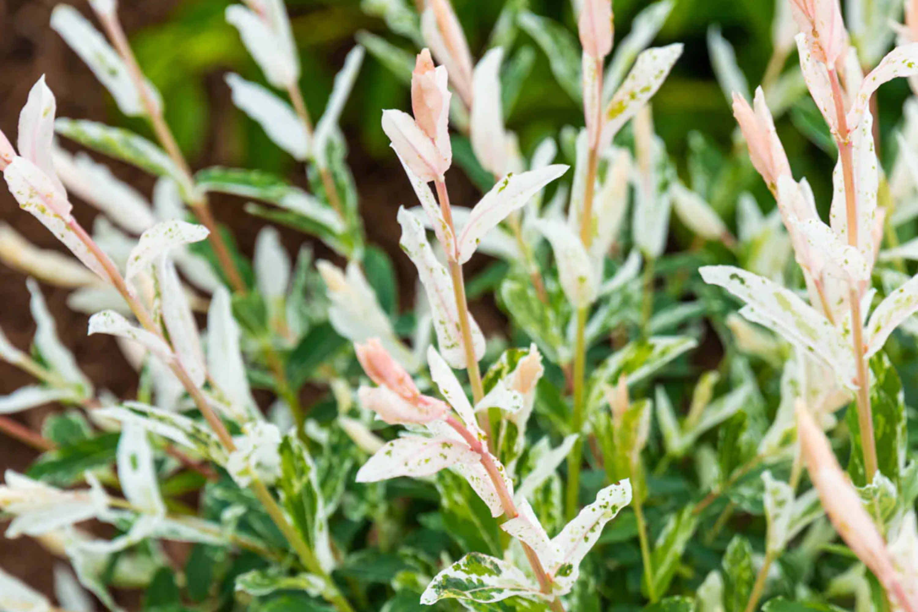 Dappled Willow Cutting - Salix integra 'Hakuro Nishiki', Variegated Foliage, Graceful Twisting Branches, Easy Care Plant
