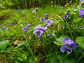 20 Wild Violets Live Plants – Hardy Ground Cover – Viola Sororia Starter Plants – Edible Flowers for Lawn, Shade Garden, or Containers