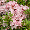 Pink Mountain Laurel (Kalmia latifolia) | Live Bare Root Shrub | Fragrant Native Flowering Plant | 1 Ft Tall