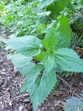Large Wild Stinging Wood Nettle Bareroots 5-Pack Laportea canadensis