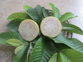 Peruvian White Guava Tree – Psidium guajava – Bare Root Starter Plant – Sweet Tropical Fruit – Rare White Guava – Self-Fertile Tree