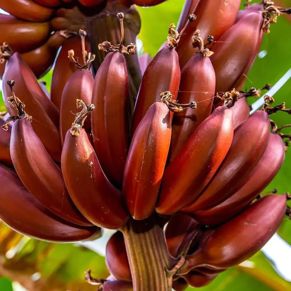 Red Dacca Banana Plant – Live Red Banana Tree (Musa acuminata) – Rare Tropical Fruit Plant – Indoor/Outdoor Edible Banana Tree