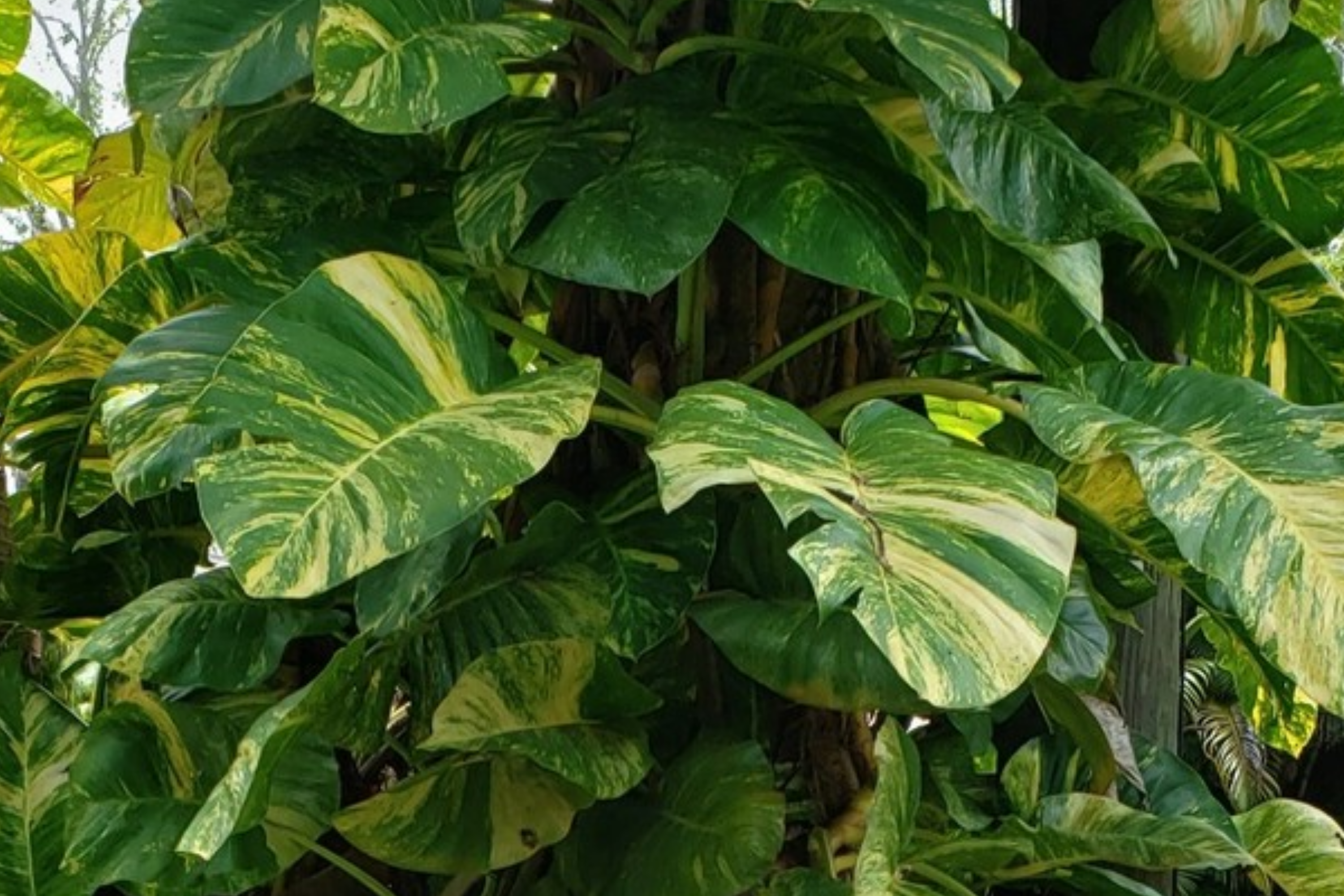 GIANT Variegated Golden Pothos - 3 Node Climbing Cutting, Hawaiian Grown