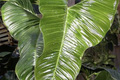 Philodendron Lupinum Live Plant - Well-Rooted Climbing/Vining Aroid, 2.75-4" Pot