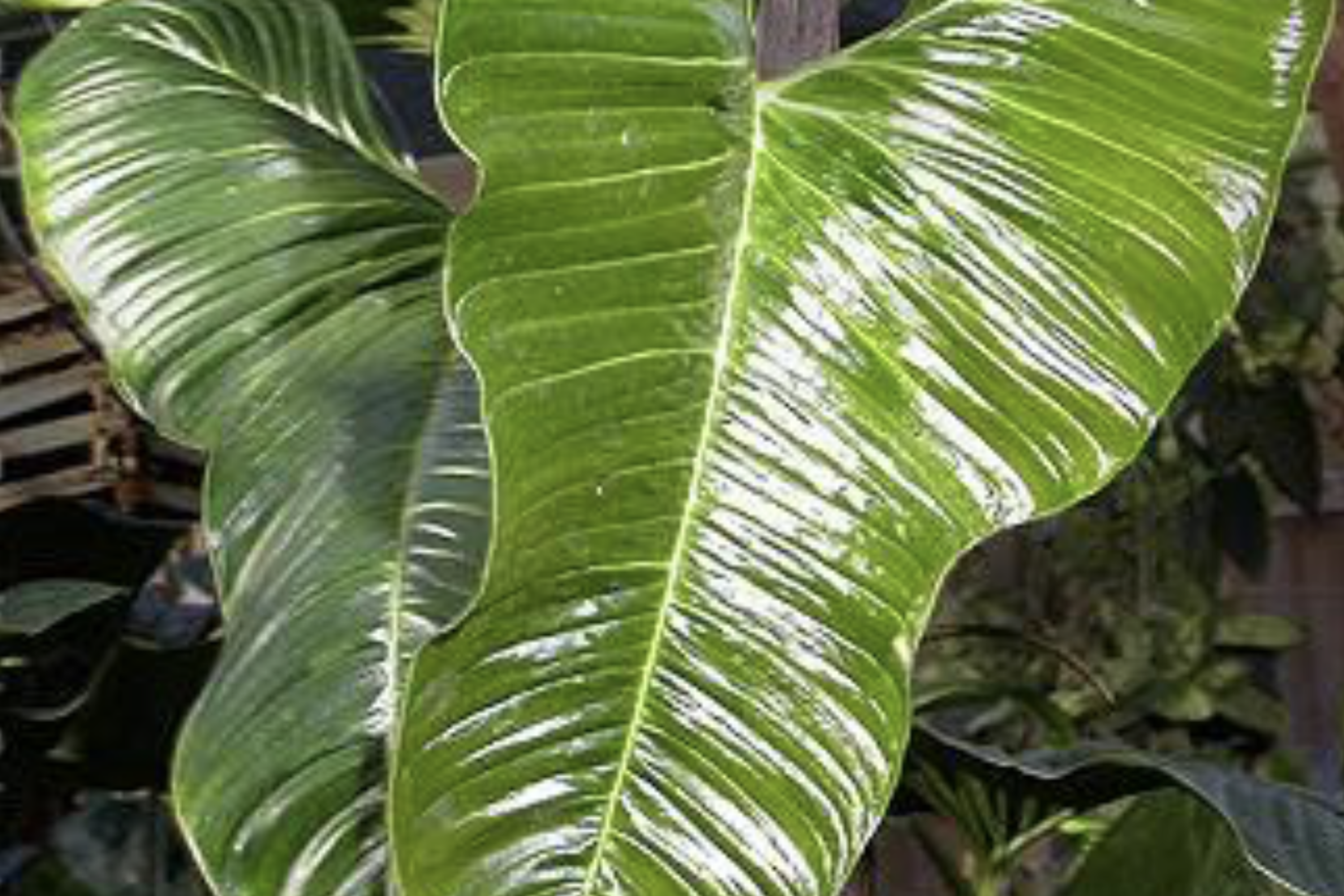 Philodendron Lupinum Live Plant - Well-Rooted Climbing/Vining Aroid, 2.75-4" Pot