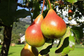Moon Glow Pear Tree 2ft Tall | Live Fruit Tree, Ready to Plant | Bare Root