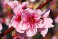 Two 2 Ft Red Haven Peach Tree | Dwarf, Pink Blossoms, Disease-Resistant | Ready to Plant | Non-GMO