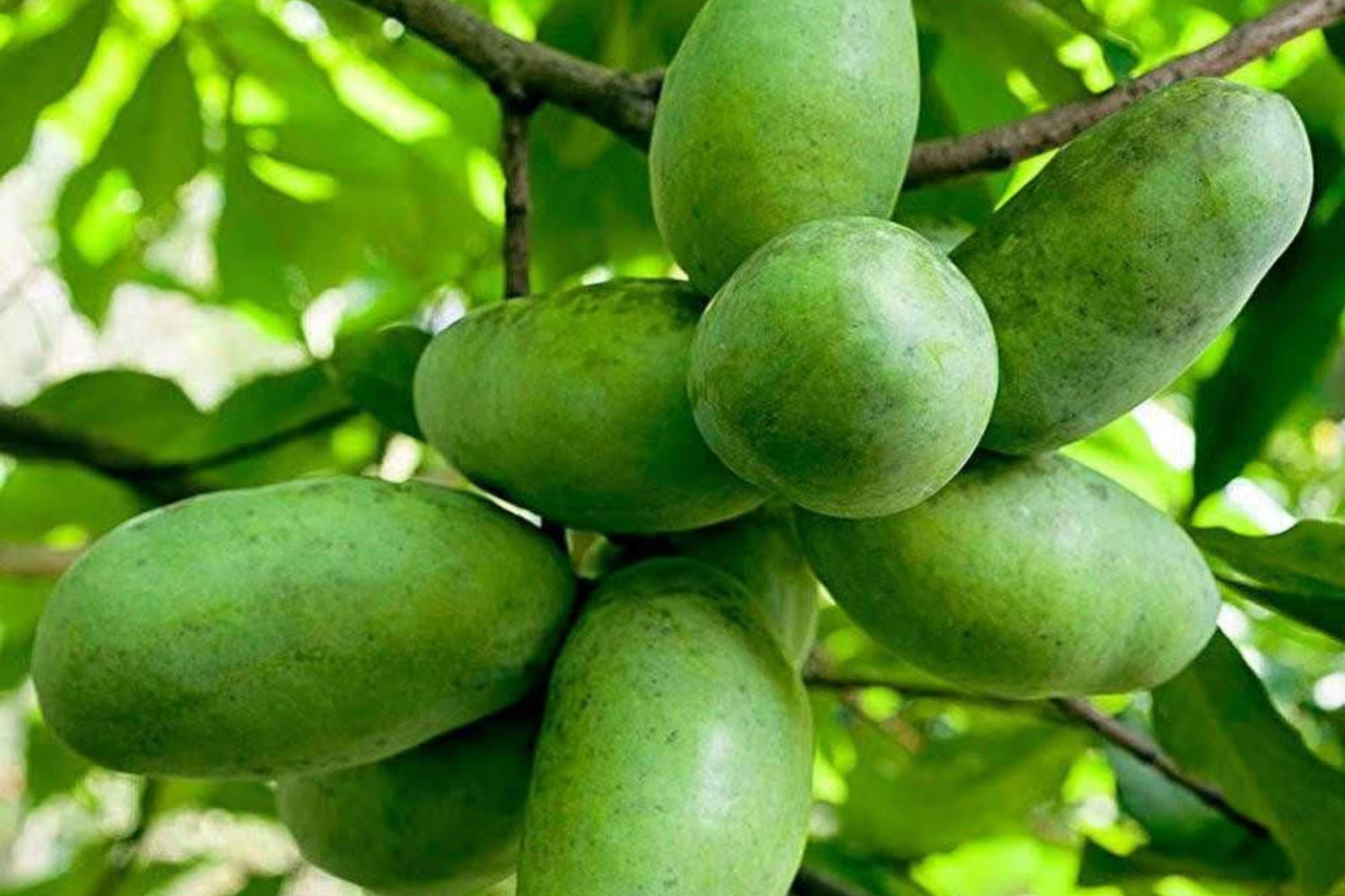 Pawpaw Tree - 1-2 Ft Tall | Live Fruit Tree | Edible Fruits | Cold Hardy | Ready to Plant | Full Sun | Perfect for Home Gardens