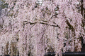 Weeping Cherry Tree - 2-3 Ft Tall | Live Flowering Tree | Bare Root | Spring Blooms | Hardy Zone 5 | Ready to Plant