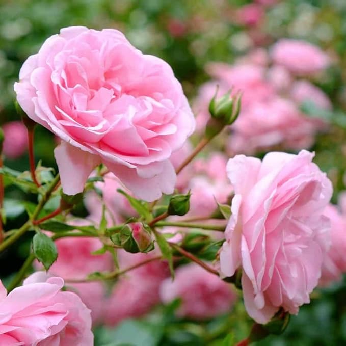 Super Rare Pretty N Pink Rose Cuttings (3 Unrooted) – Rosa spp. Heirloom Pink Rose for Rooting, Propagation & Grafting