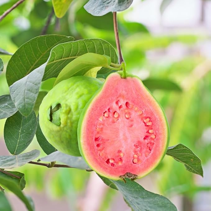 Pink Guava Plant – Psidium guajava – Live Tropical Fruit Tree – Sweet Edible Guava – Fast Growing – Self-Fertile Starter Plant