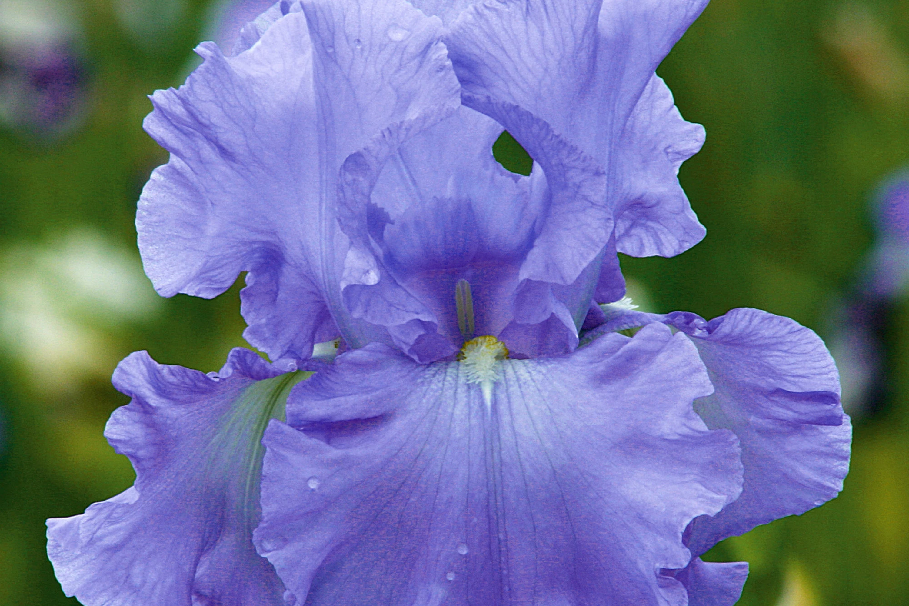 Open Ocean Bearded Iris - Quart Pot | Reblooming Lilac Blue Perennial | 38" Tall, Deer Resistant, Hardy Zones 3-10 | Strong Cut Flower