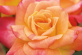 Joseph's Coat Climbing Rose - 1.5 Gal Pot | Vibrant Pink, Yellow & Orange Flowers | Own Root | Fragrant, Hardy Zones 5-9 | 10-12' Tall