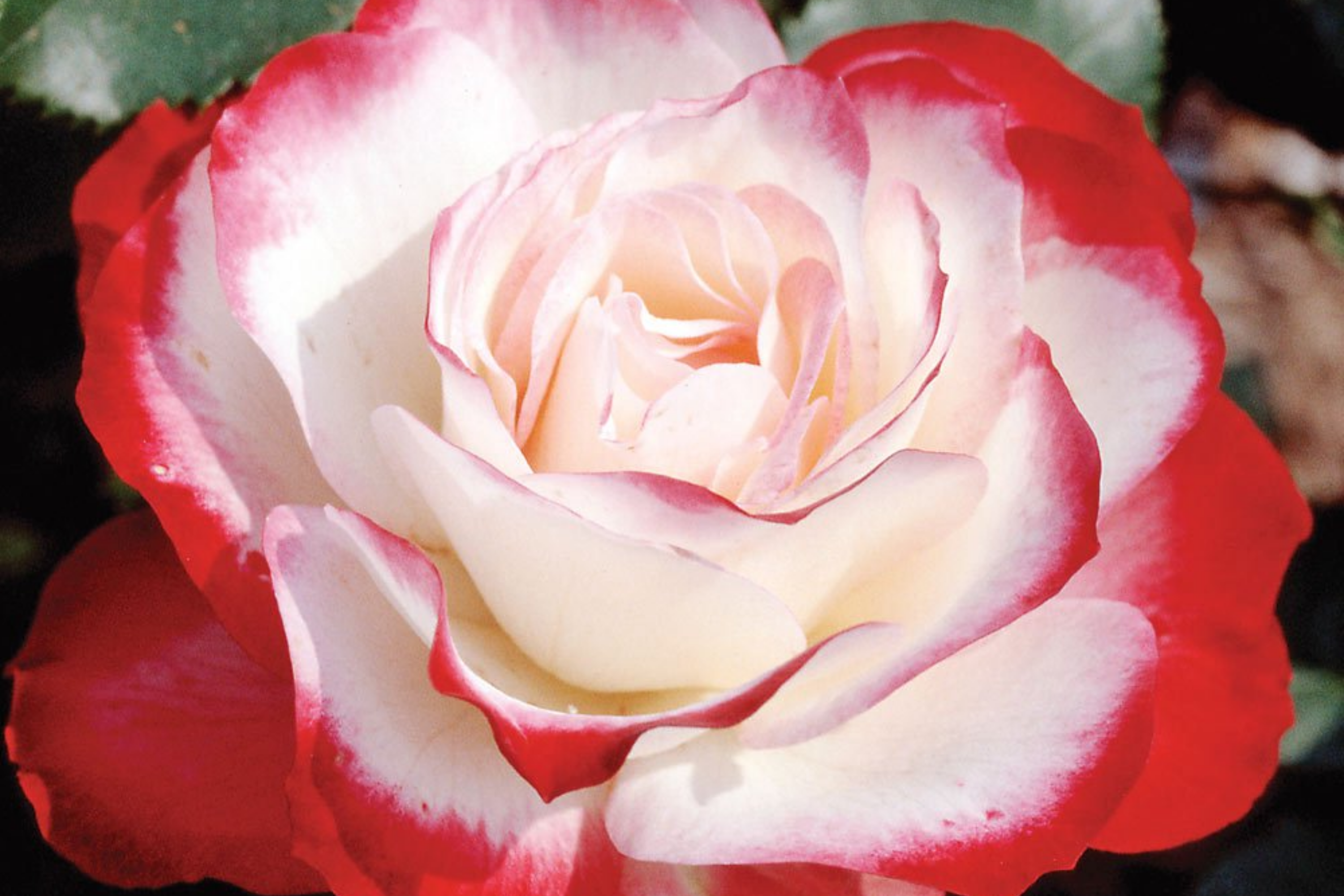 Cherry Parfait Rose - 1.5 Gal Pot | Fragrant Red & White Grandiflora | Own-Root, Heavy Reblooming | Zones 5-10