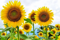 Skyscraper Sunflower Seeds - Organic Non-GMO Fresh Garden Seeds - Helianthus annuus