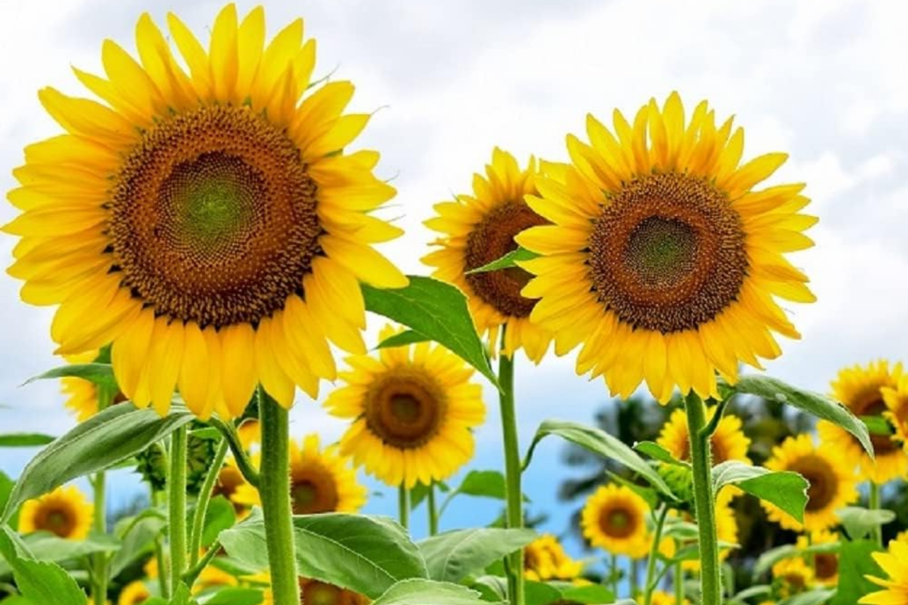 Skyscraper Sunflower Seeds - Organic Non-GMO Fresh Garden Seeds - Helianthus annuus