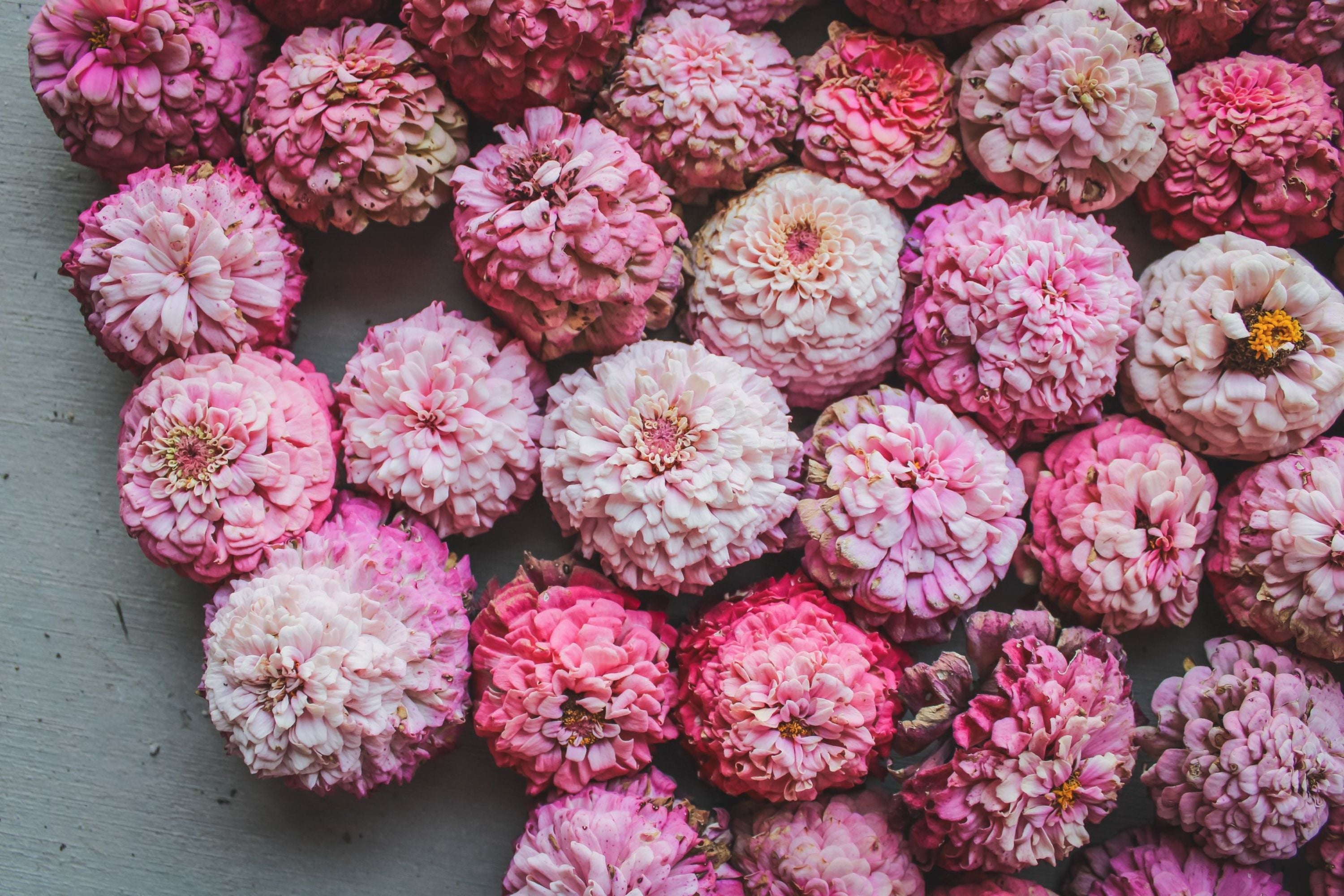 Cupcakes Pink Mix Zinnia Seeds - 100+ Flower Seeds - USA Grown -  - Double Blooms - Cut Flowers - Butterfly Garden