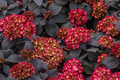 SUPER RARE Hydrangea Black Knight - 3 Fresh Cuttings for Rooting or Grafting, Unique Dark Blooms