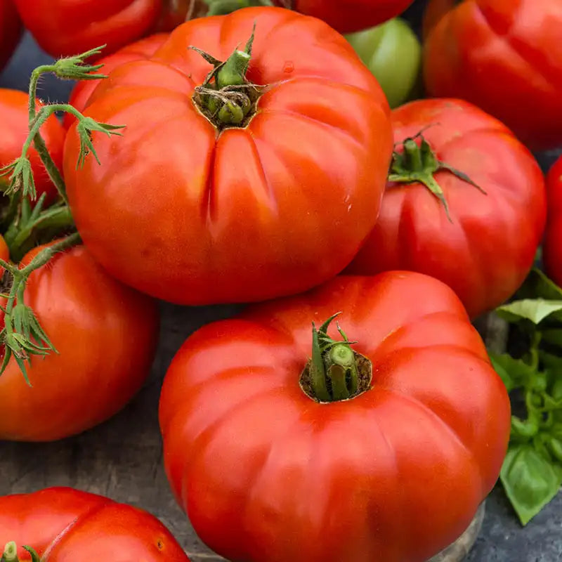 2 Beefsteak Tomato Live Plants (Solanum lycopersicum) Bareroot 6–10" | Heirloom Large Slicer Garden Vegetable Starter Plants