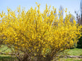 Forsythia suspensa Seeds – Golden-Bell, Weeping Forsythia, Early Blooming Ornamental Shrub (10 Seeds)