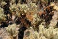 Cylindropuntia Bigelovii Teddy Bear Cholla Cactus Cutting Segment (3-5" Long)