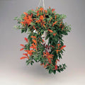 3 Stems Goldfish Plant with Roots (Columnea gloriosa) – Rare Red Blooms, Houseplant Starter, Easy Indoor Flowering Plant
