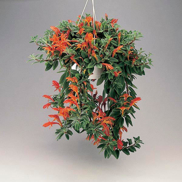 3 Stems Goldfish Plant with Roots (Columnea gloriosa) – Rare Red Blooms, Houseplant Starter, Easy Indoor Flowering Plant
