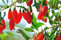 3 Goji Berry Plants with Bare Roots + 3 Live Cuttings | Grow Fast & Fruit | Wolfberry, Lycium barbarum