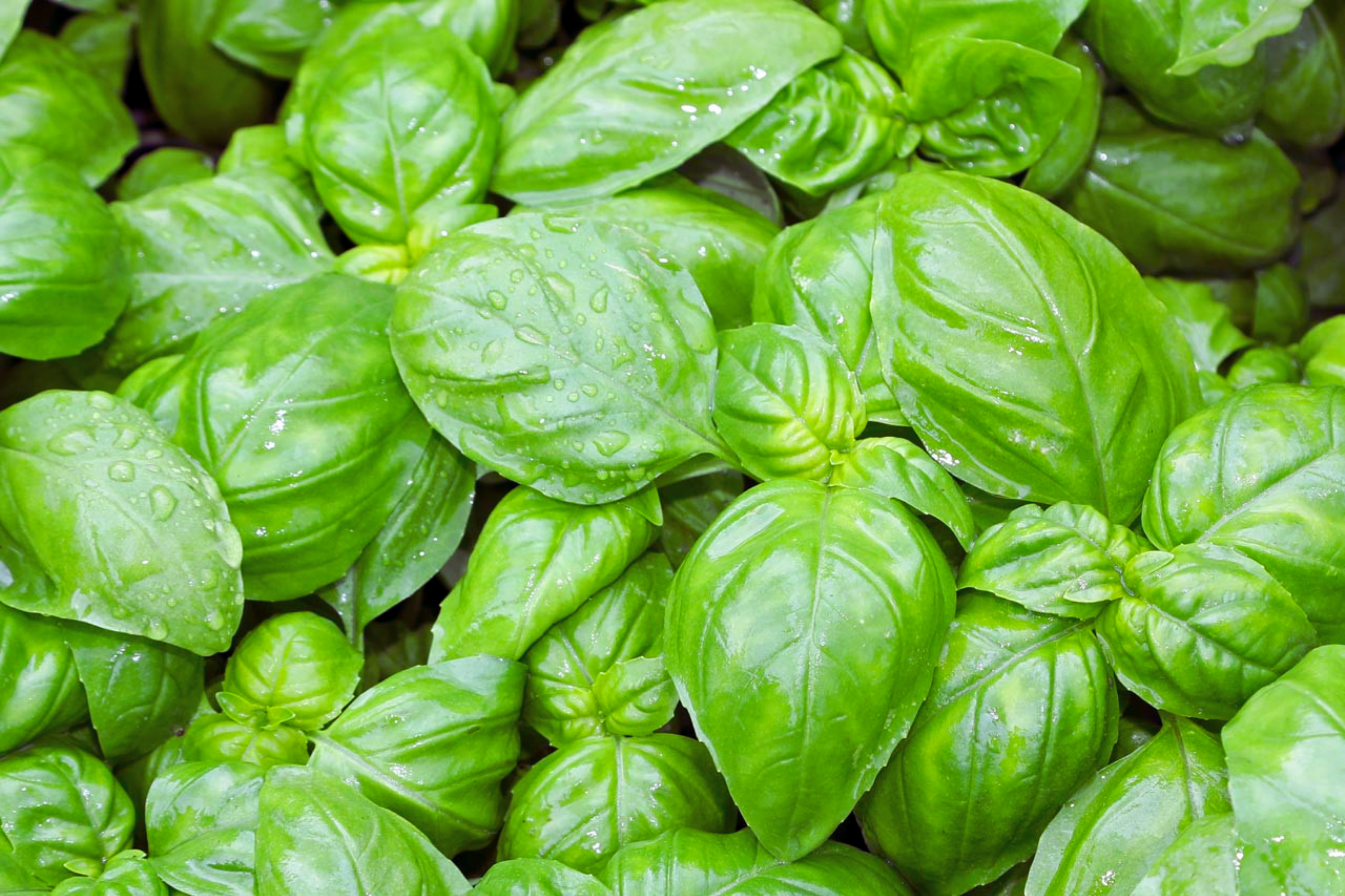 Genovese Basil Seeds | Heirloom NON-GMO | Fresh Garden Seeds | Ocimum basilicum