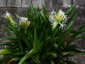Crinum Lily (Crinum asiaticum) Rooted Starter Plant | Giant White Spider Lily | Tropical Fragrant Flower | Hardy Bulb Plant