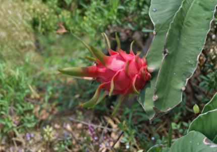 2 Dragon Fruit Cuttings Red Flesh 8 Inch No Root Self Pollinating Pitaya Plant for Growing