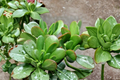 Crassula Ovata Jade Plant Cuttings – 3 Live Unrooted 4 Inch Green Jade Succulent Cuttings for Indoor Growing
