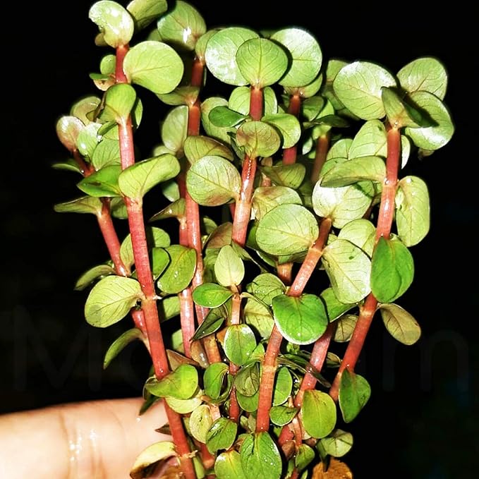 Rotala Indica Red Live Aquarium Plant | Small Bare Root Aquatic Plant | Freshwater Stem Plant | Easy Aquascape Background Plant