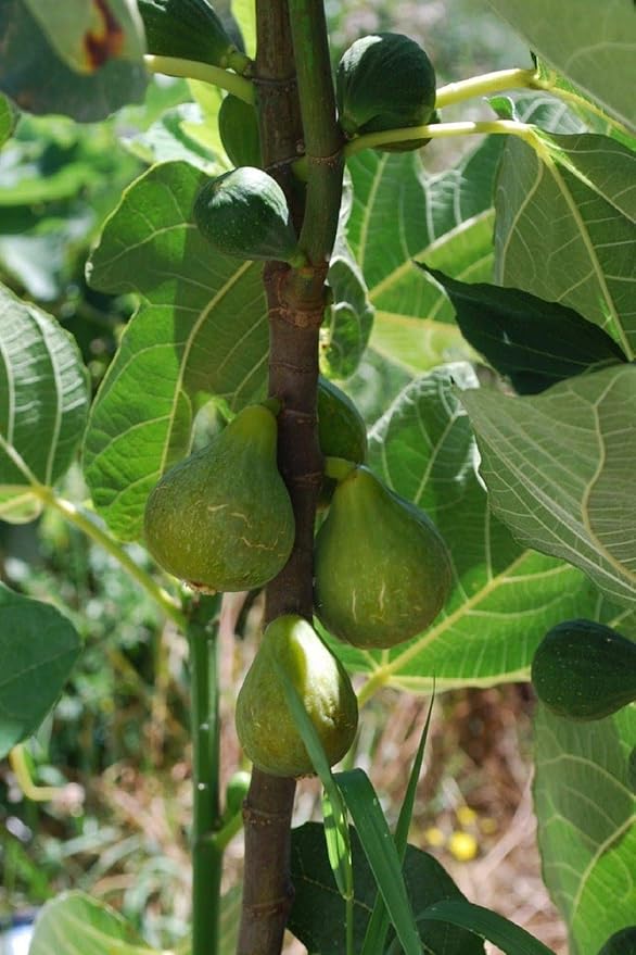 Lattarula Italian Honey Fig Cuttings (Ficus carica) - 2 Unrooted 6–8" | Sweet Green Fig Tree | Easy to Grow Heirloom for Propagation