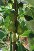Lattarula Italian Honey Fig Cuttings (Ficus carica) - 2 Unrooted 6–8" | Sweet Green Fig Tree | Easy to Grow Heirloom for Propagation