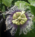 Passion Fruit Plant | Possum Purple | Passiflora edulis | Live Starter Vine for Patio, Garden, or Home Orchard | 1 Live Plant