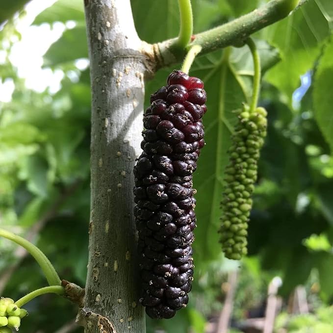 Pakistan Long Mulberry Tree – Morus macroura – 1' Bare Root Live Plant, Rare Sweet Fruit Variety, Hardy & Fast Growing