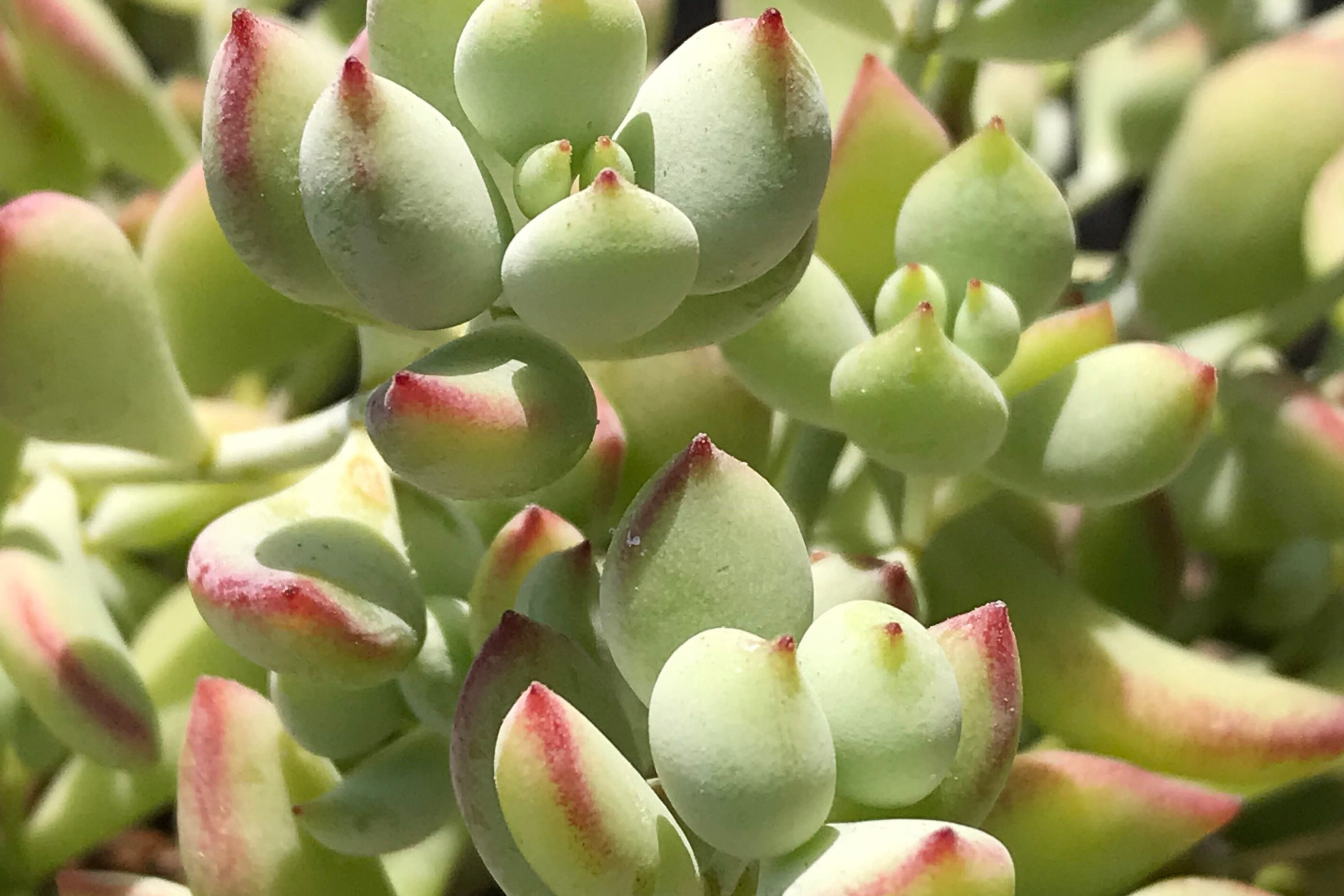 4 Unrooted Cotyledon Pendens Succulent Cuttings - 3-4" Long - Rare & Beautiful!